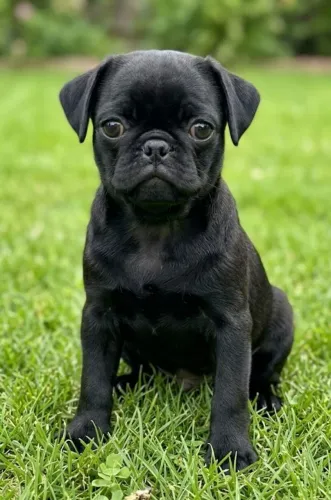 Vende - se pug fêmea