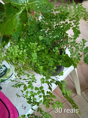 Lindas plantas 