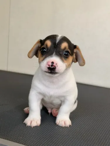 Jack russel Insta gram @filhotesfloresdooriente