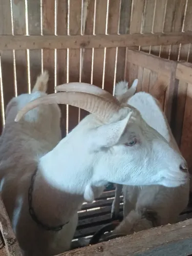 Cabras