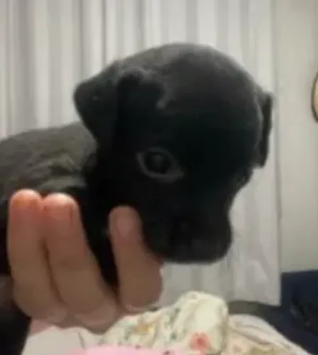 Pinscher fêmea 