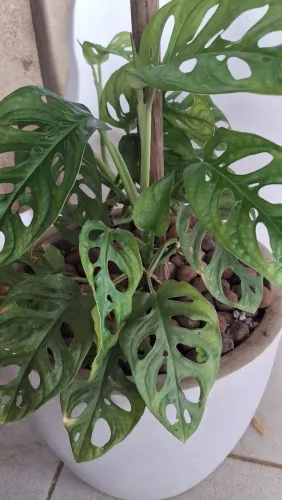 Planta Costela de Eva