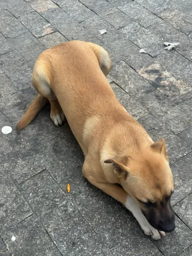 Doação pastor malinua com American staffordshire