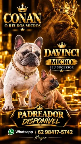 Bulldog Francês Monta e Filhotes
