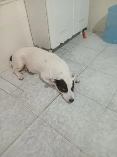 Doação de cachorrinha