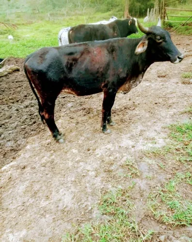 Bizerro mestiços