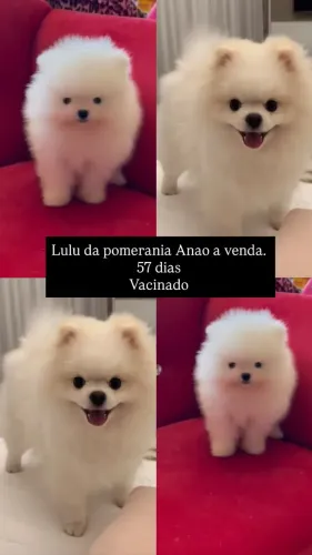 Cachorro