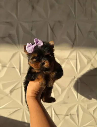 Yorkshire Terrier Fêmea!! Visite Nosso Canil.