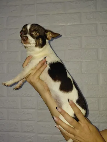 Fêmea PC chocotan/branco 6 meses toda vacinada