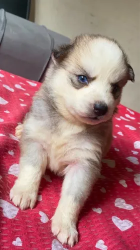 Husky siberiano! Hoje também é dia de adquirir o seu filhote