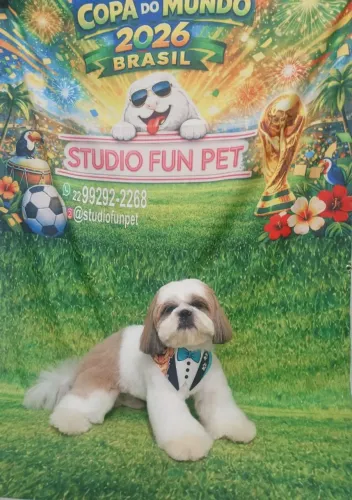 Procuro uma namoradinha pra cruzar com o meu pet Shitzu. 