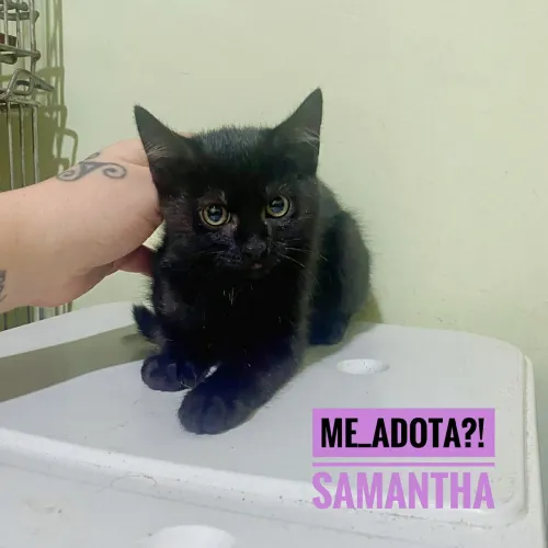 Adoção 3 meses, vacinada, negativa  FIV/FELV, leia o texto