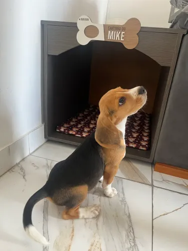 Casinha de cachorro