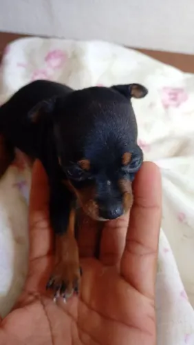 Cachorro pinche 