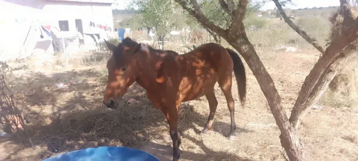 Vende-se uma égua ou troca por uma de caminhada