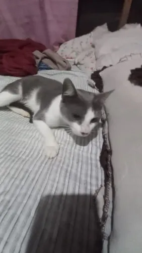 Gatinha para adoção