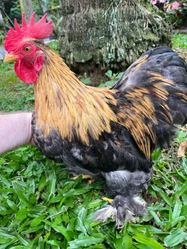 Galo mini Cochin
