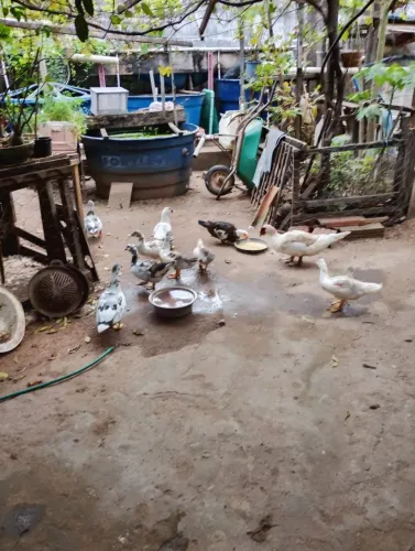 Patos 10 cabeças