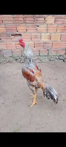 Shamo Puro , linhagem Tari tori x Alemão 7 meses de idade  valor 250,$