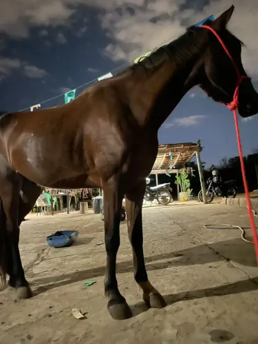 Vendo cavalo