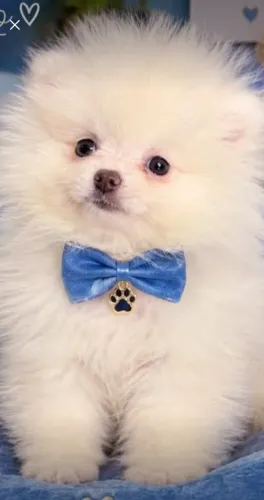 Lulu da Pomerânia 