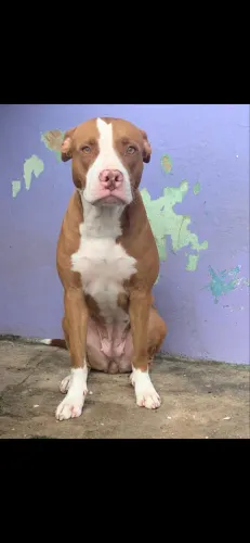Doação pitbull Red Nose