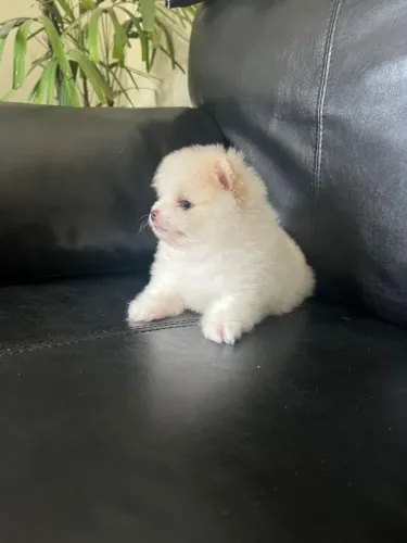 Cachorro Lulu da Pomerania ideal para família e apartamento