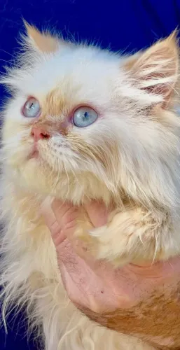 Gato Persa | Atendimento rápido no WhatsApp 