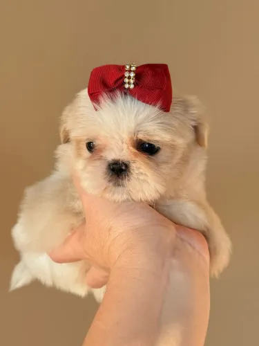 Shih Tzu disponível para novo lar