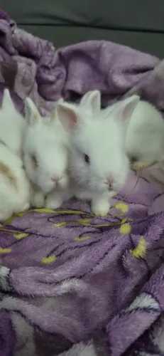 Coelhinhos