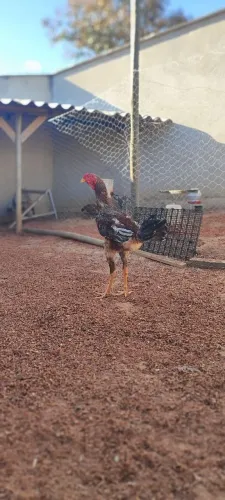 Frango Indio Gigante 