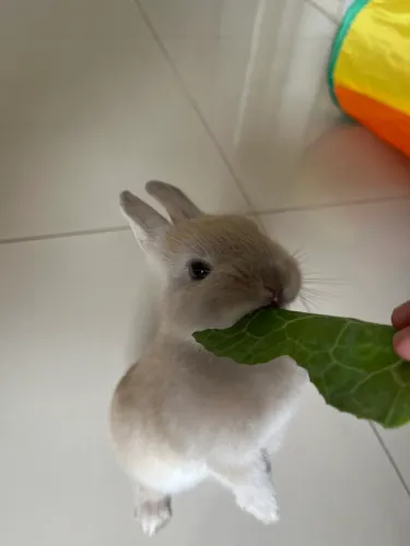 Coelha da raça netherland + cercado + toca + acessórios