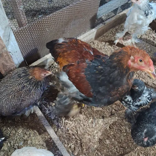 Casal de Frango Brahma 06 Meses