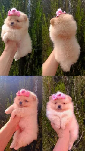 Spitz