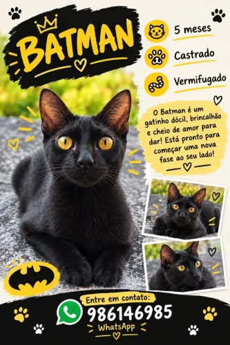 Gato castrado para adoção responsável 