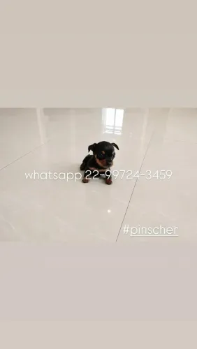 Pinscher zero zero miniaturas