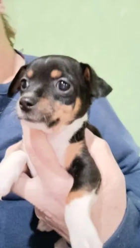 Pinscher filhotes lindos no Paraná