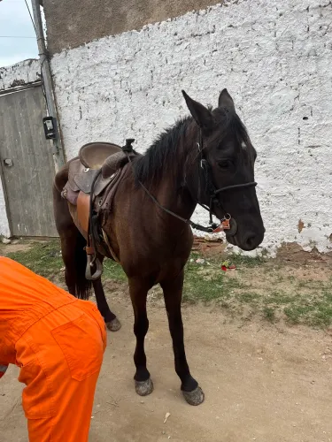 Cavalo a venda