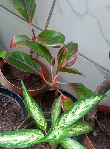 Aglaonemas E outras plantas