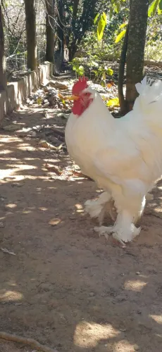 Gali Brahma 
