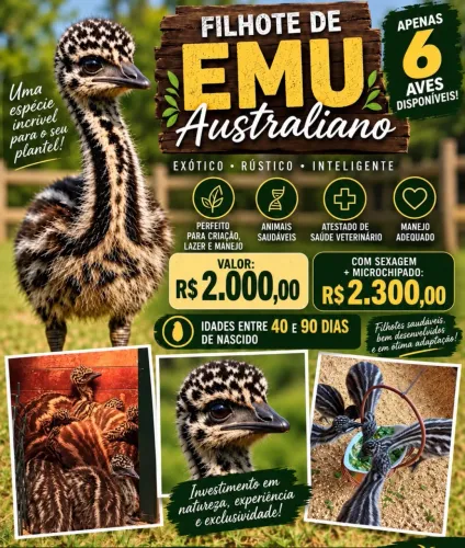 EMU Australiano (filhotes)