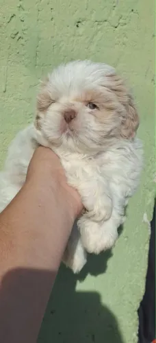 Lindos filhotes de shih tzu disponíveis 