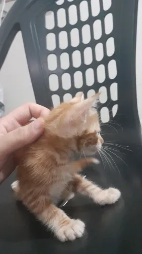 Gatinhos para doação de 1 mês e meio