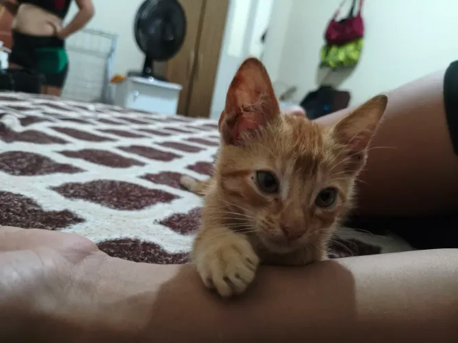 Doa-se filhote de gato