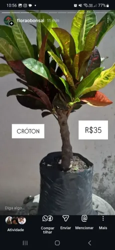 Cróton 