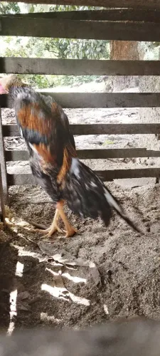 Frango Pedrez 2