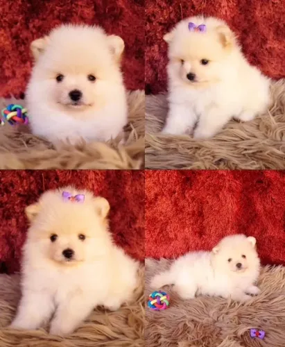 Lulu da Pomerânia 