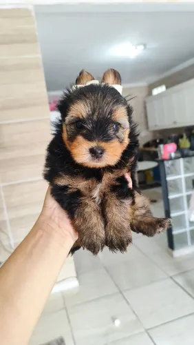 Filhote de yorkshire terrier 