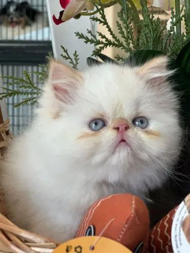 Gata persa.branca