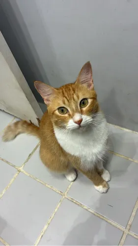 Gato laranja adulto